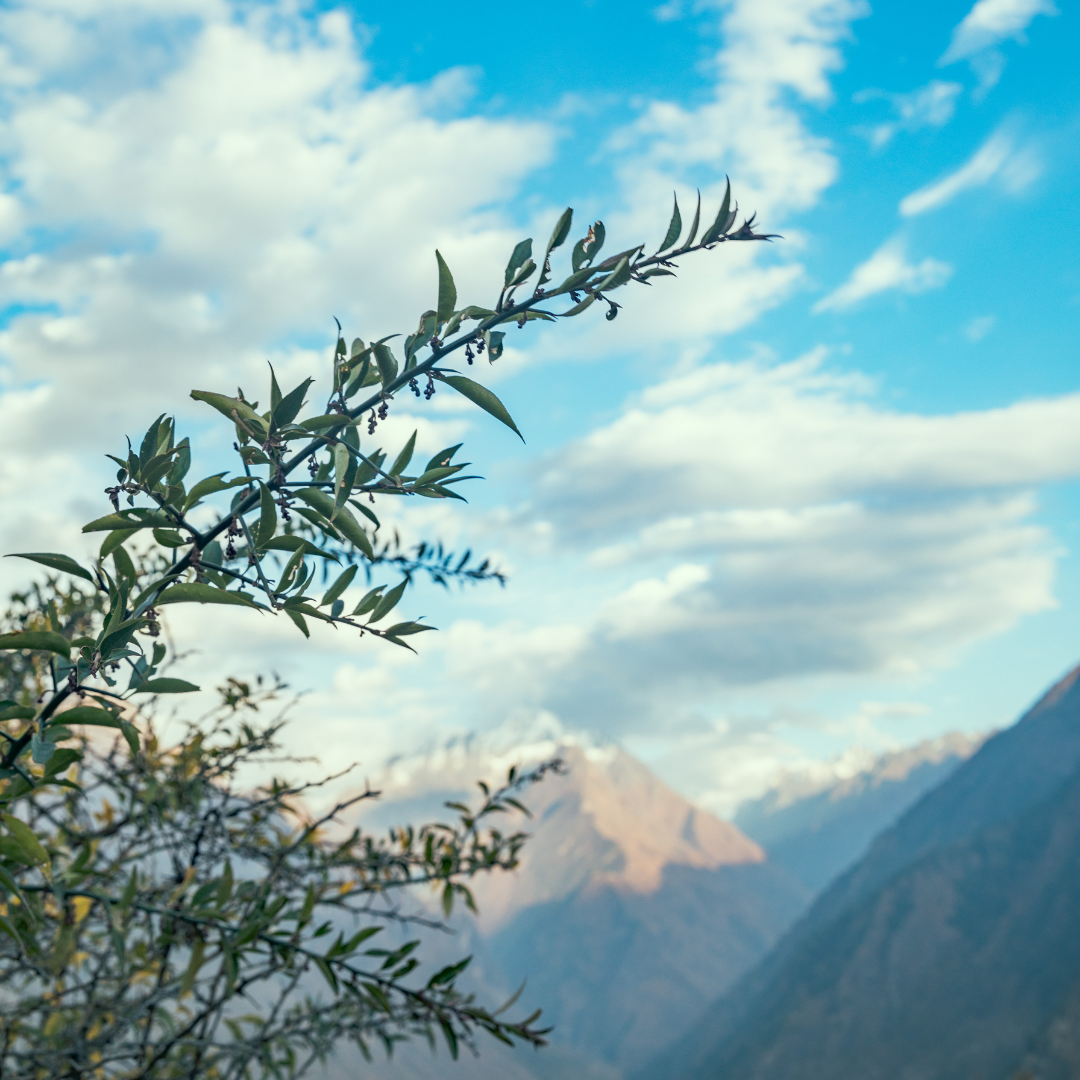 CÎME Sustainability Tips