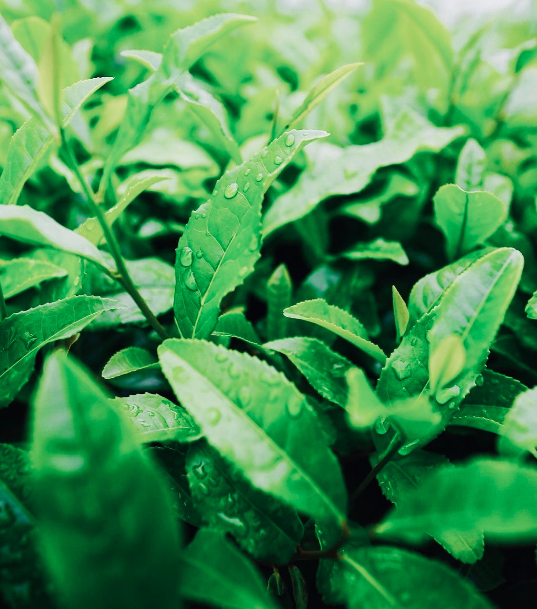 DIY face mask for oily skin: Matcha Mask