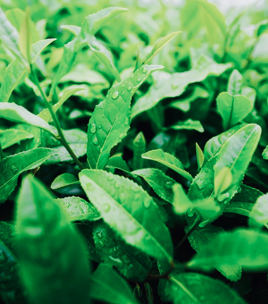 DIY face mask for oily skin: Matcha Mask